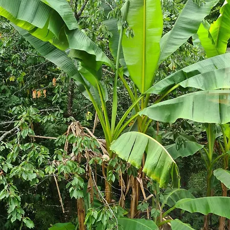 La Maison De Chateau Trompette * Sarlat-la-Caneda