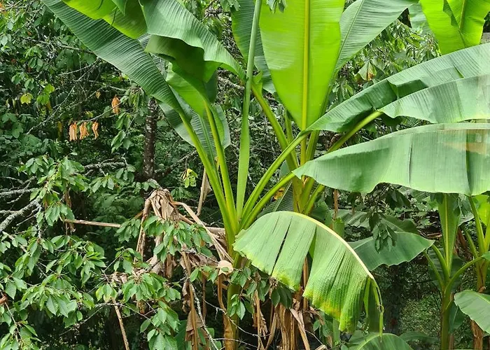 La Maison De Chateau Trompette * Sarlat-la-Canéda